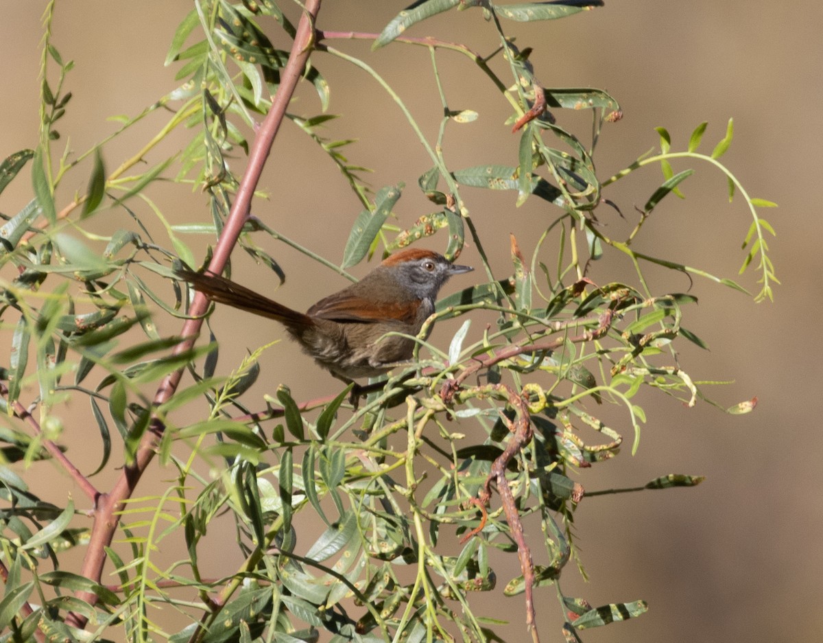 Sooty-fronted Spinetail - ML471899531