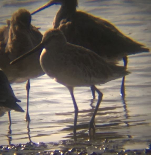 Asian Dowitcher - ML47190061