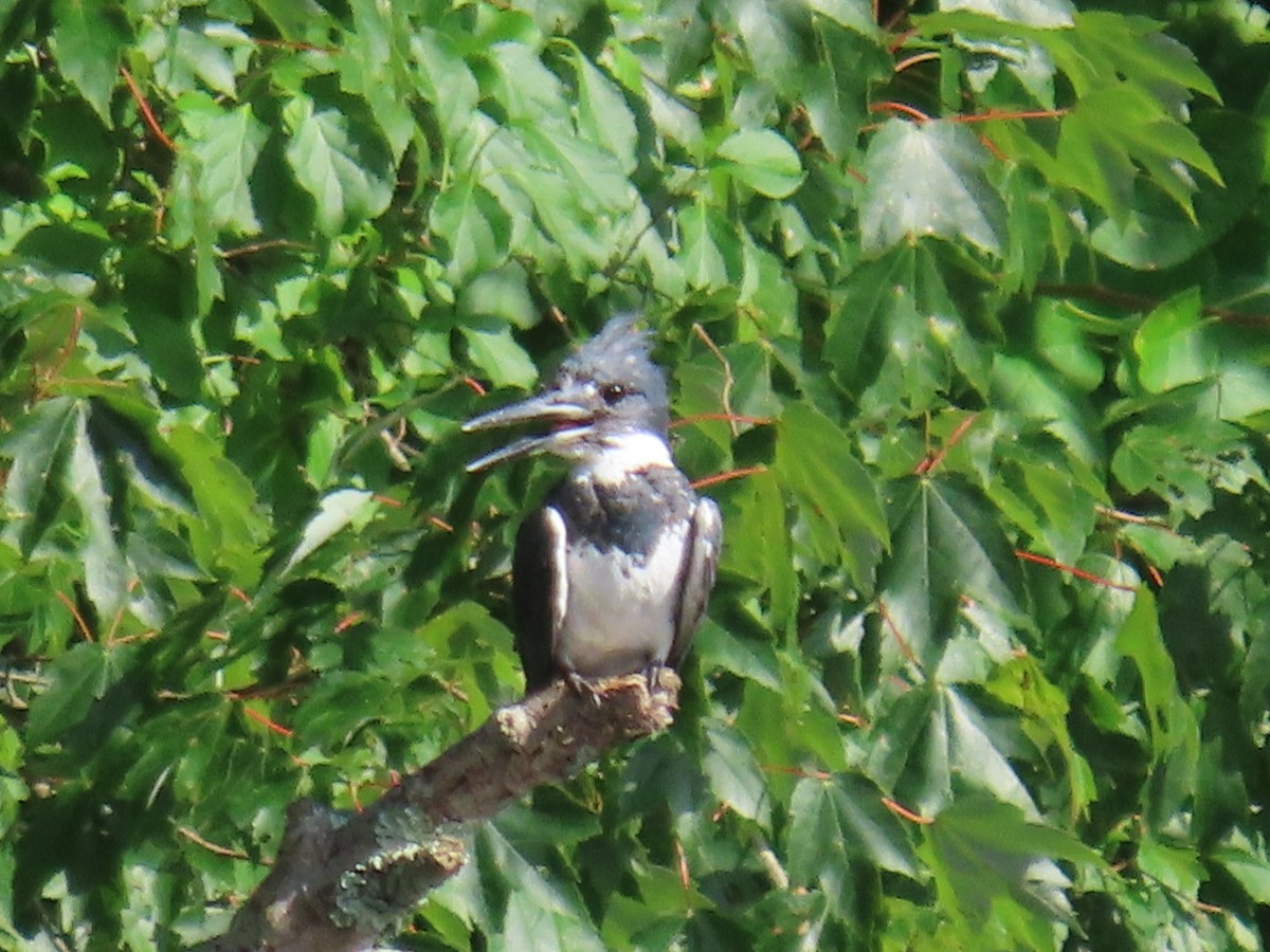 Belted Kingfisher - ML471901691