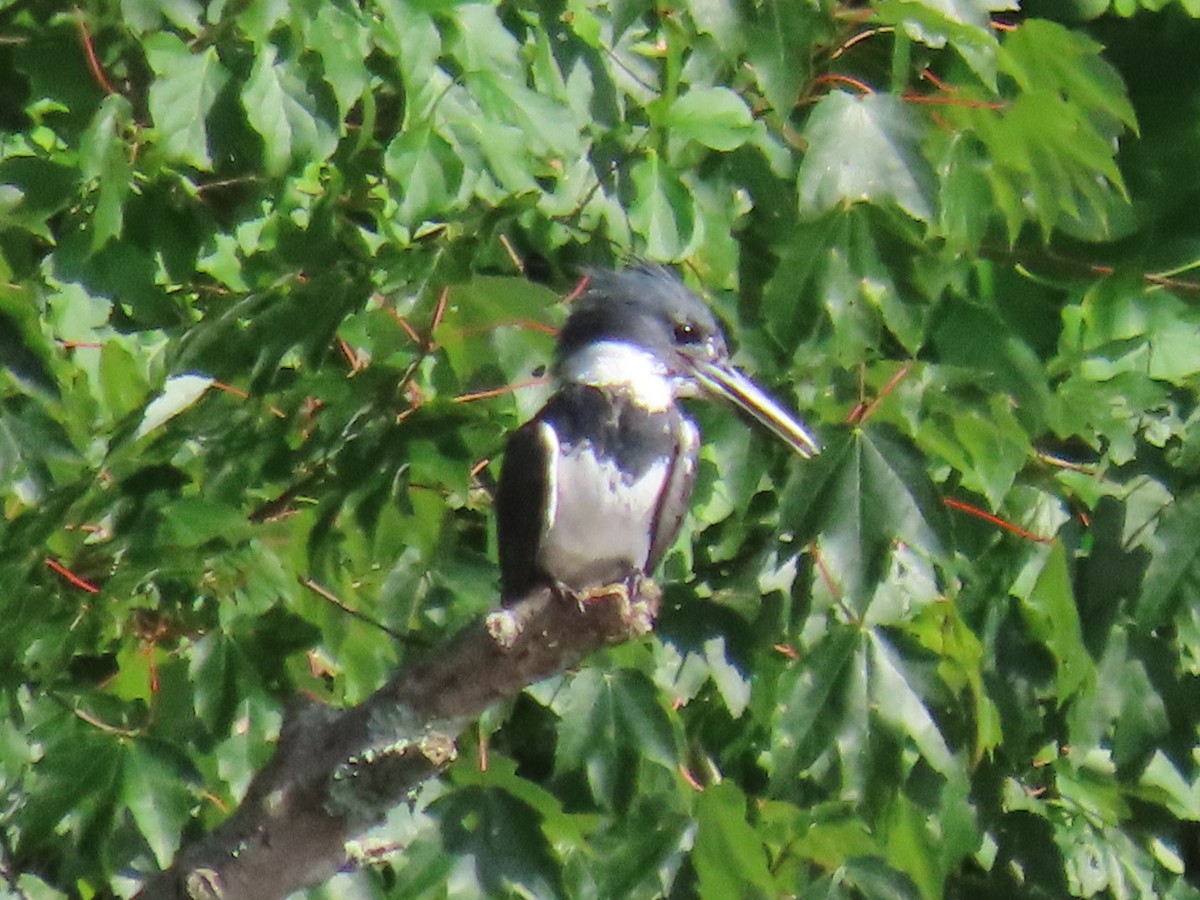 Belted Kingfisher - ML471901701