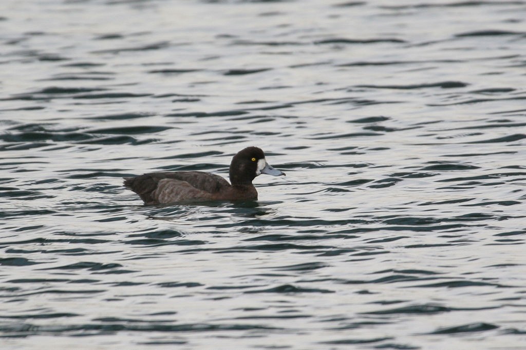 Greater Scaup - ML47190351