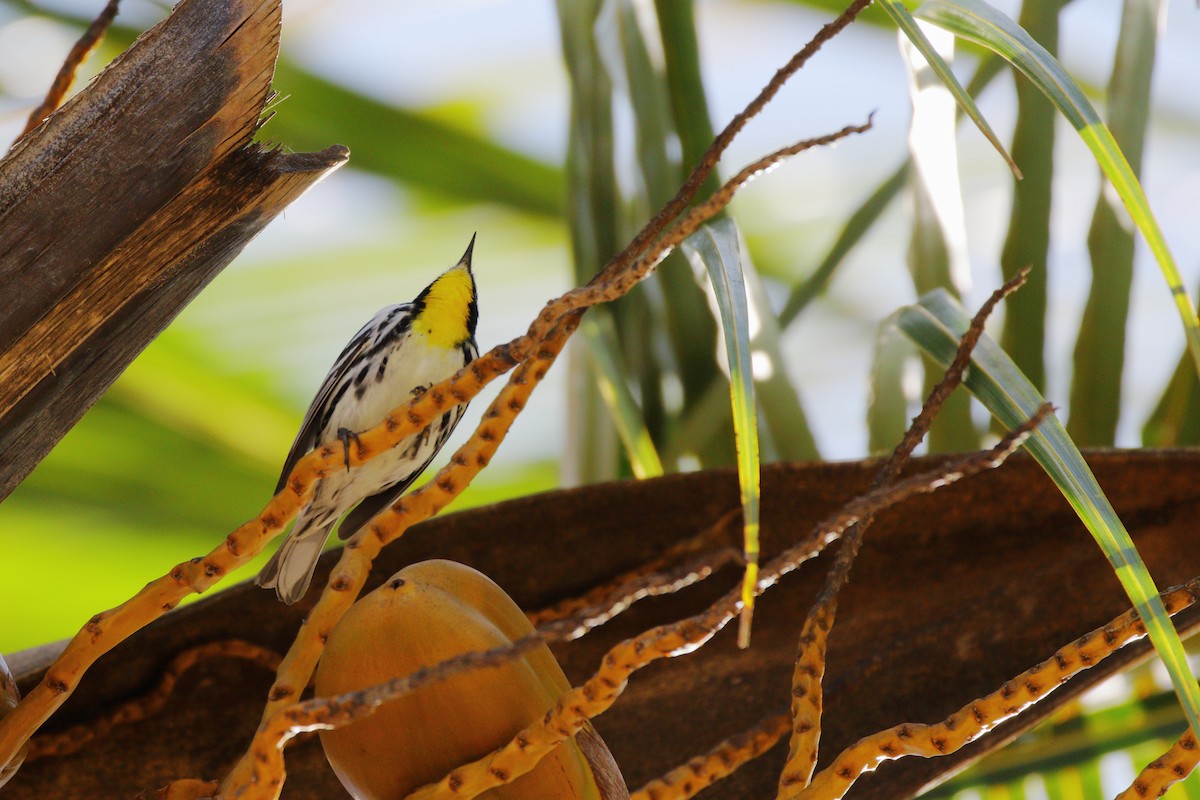 Yellow-throated Warbler - ML471904361