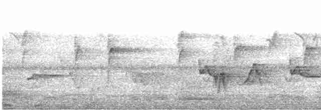 Guarayos Çıtkuşu - ML471914161