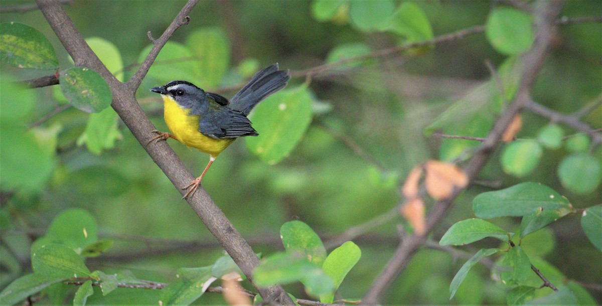 Gray-and-gold Warbler - ML471916921