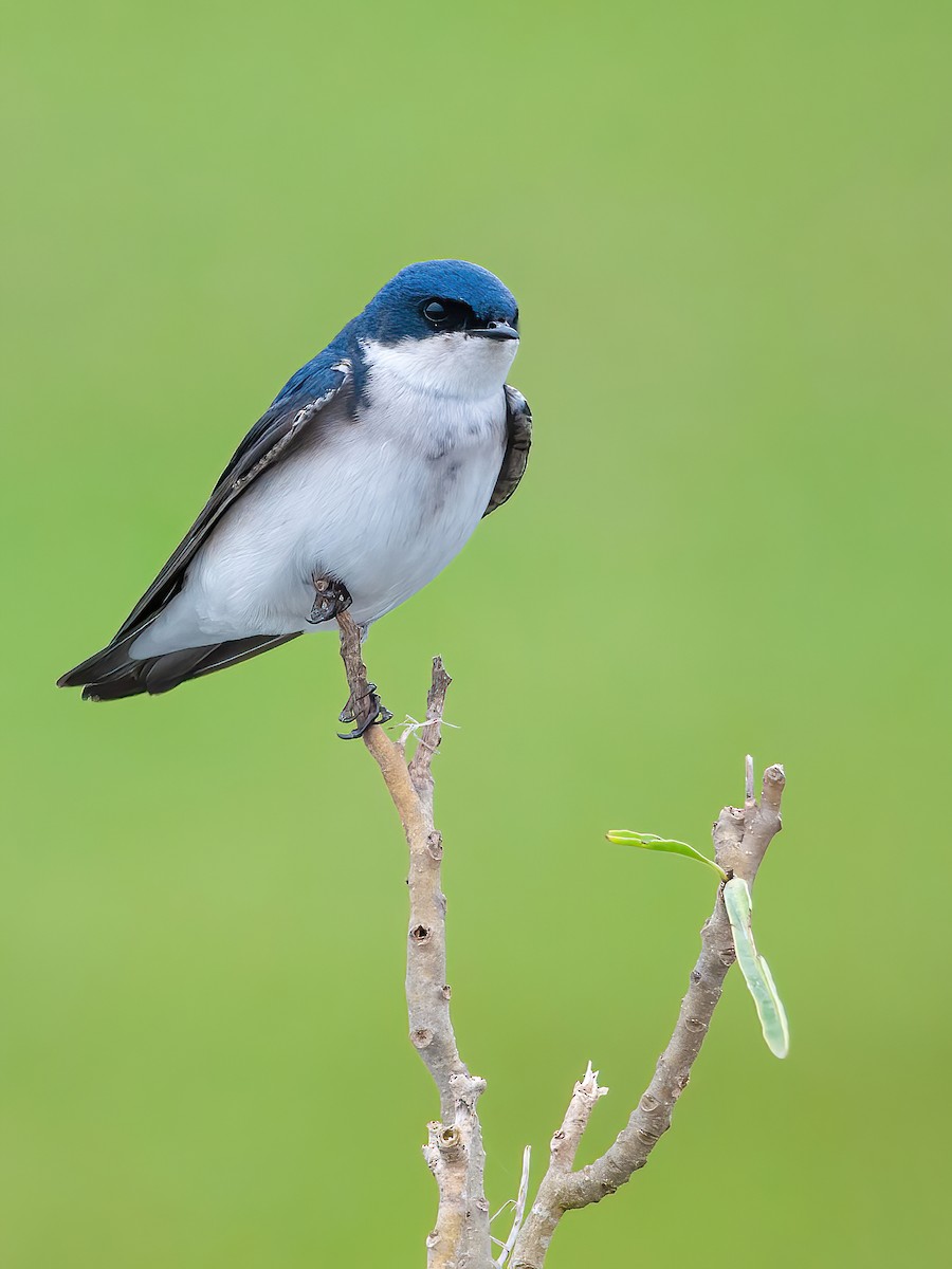 Chilean Swallow - Raphael Kurz -  Aves do Sul