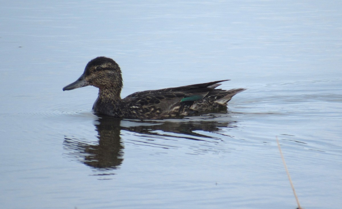 Green-winged Teal - ML471918541