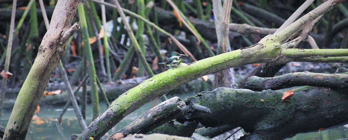 Green Kingfisher - ML471927521