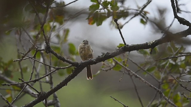 Rufous-crowned Sparrow - ML471932511