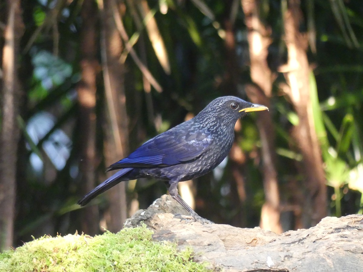blåplystretrost (flavirostris gr.) - ML471946901