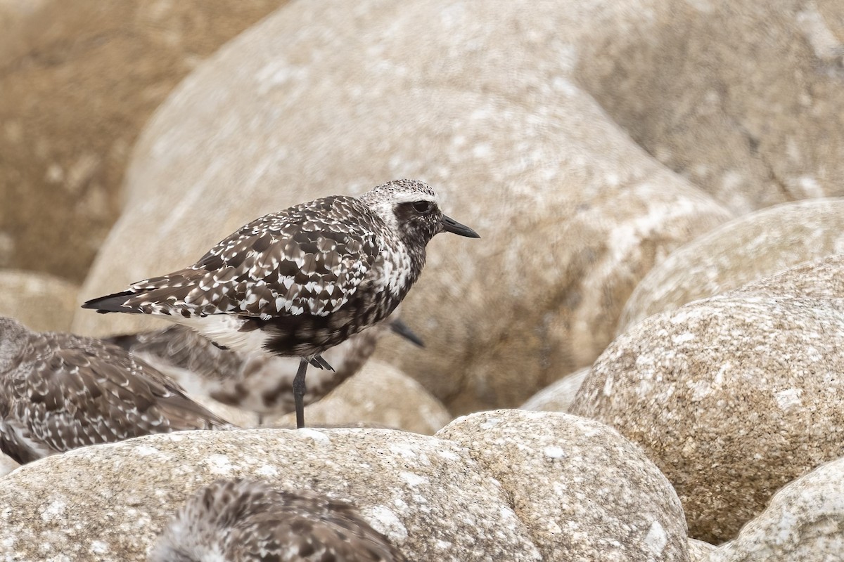 eBird Checklist - 31 Jul 2022 - Pebble Beach--shore & golf course near Ocean Rd., 17 Mile Dr