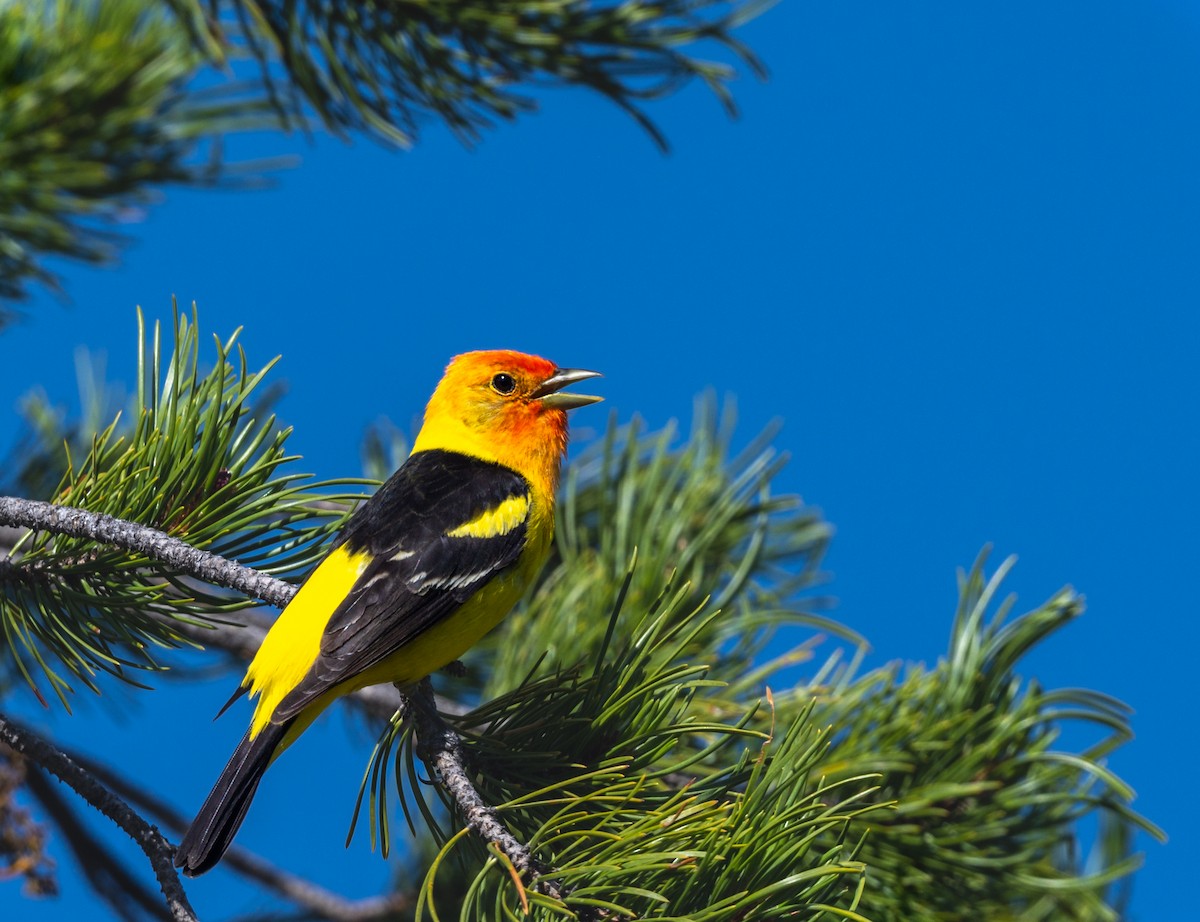 Western Tanager - ML471948231