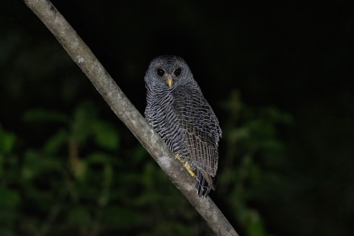Black-banded Owl - Thibaud Aronson