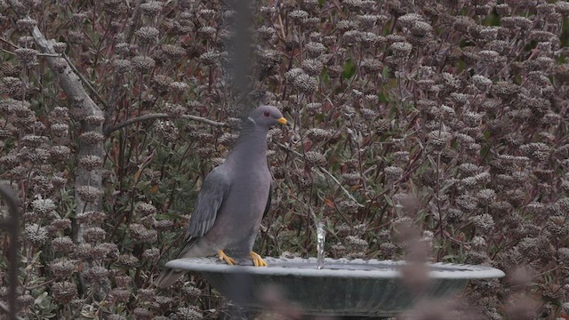 Pigeon à queue barrée (groupe fasciata) - ML471950031