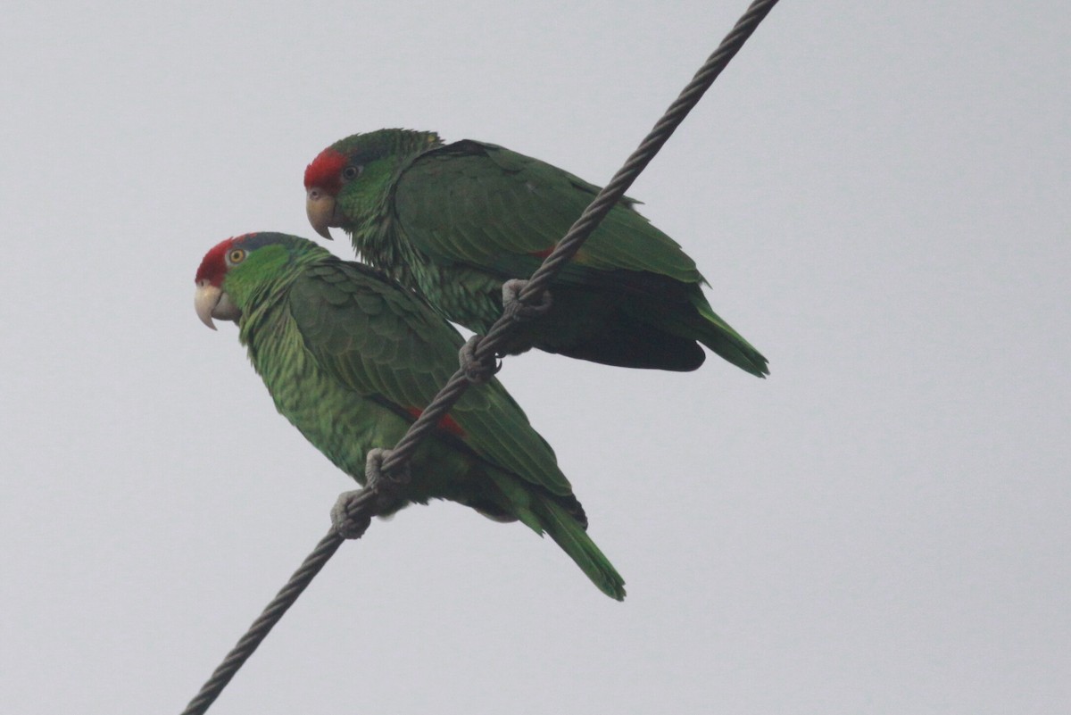 Red-crowned Parrot - Ken Oeser