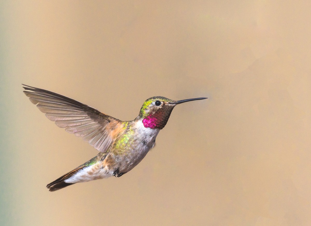 Broad-tailed Hummingbird - ML471958841