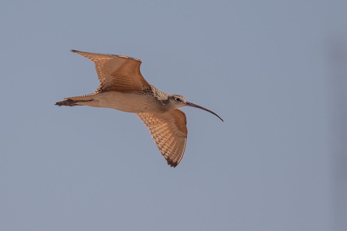 Long-billed Curlew - ML471960321