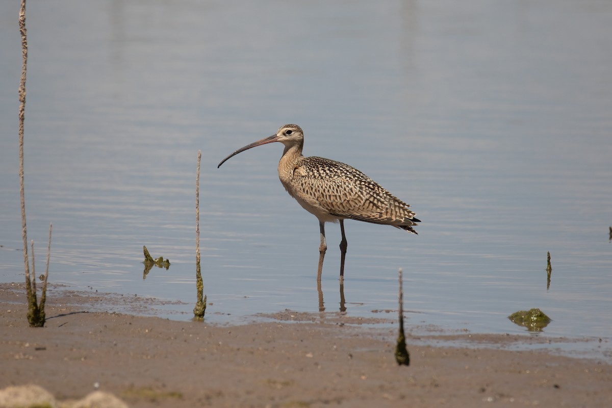 Long-billed Curlew - ML471960341