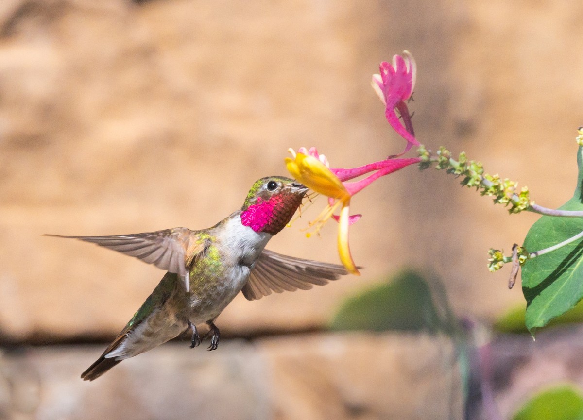 Broad-tailed Hummingbird - ML471960941