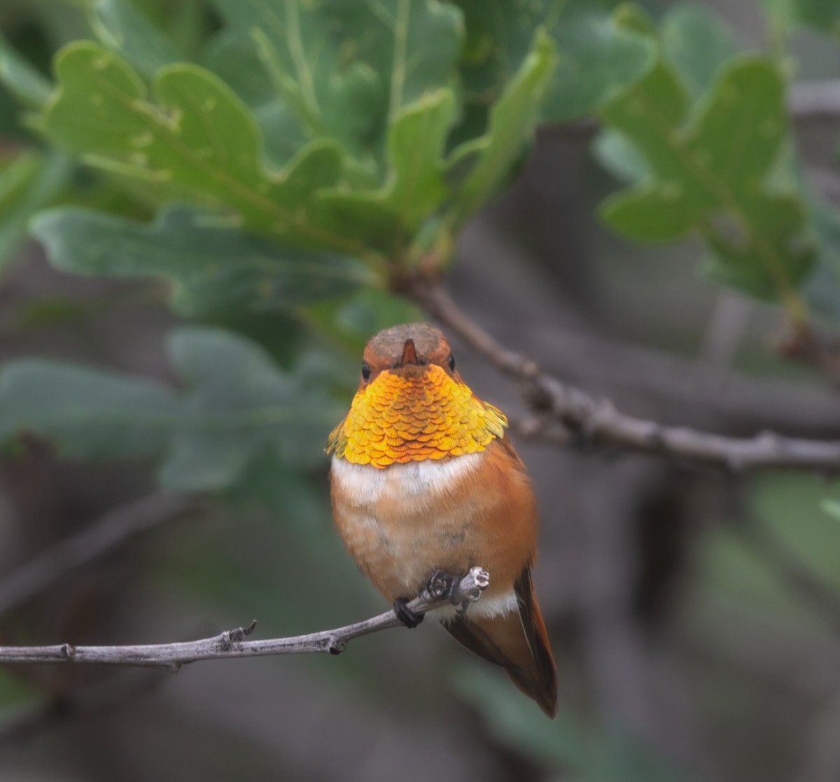 Rufous Hummingbird - ML471961341