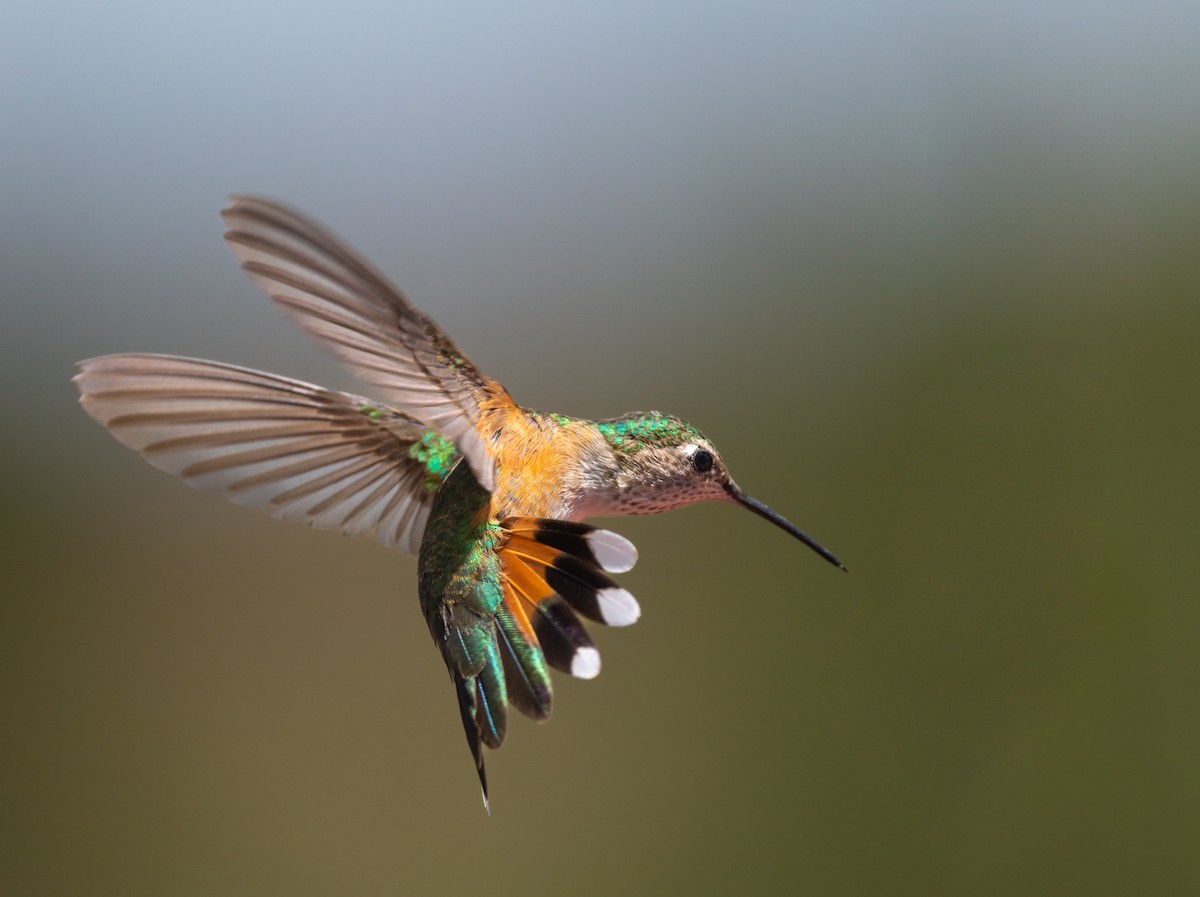 Broad-tailed Hummingbird - ML471961801