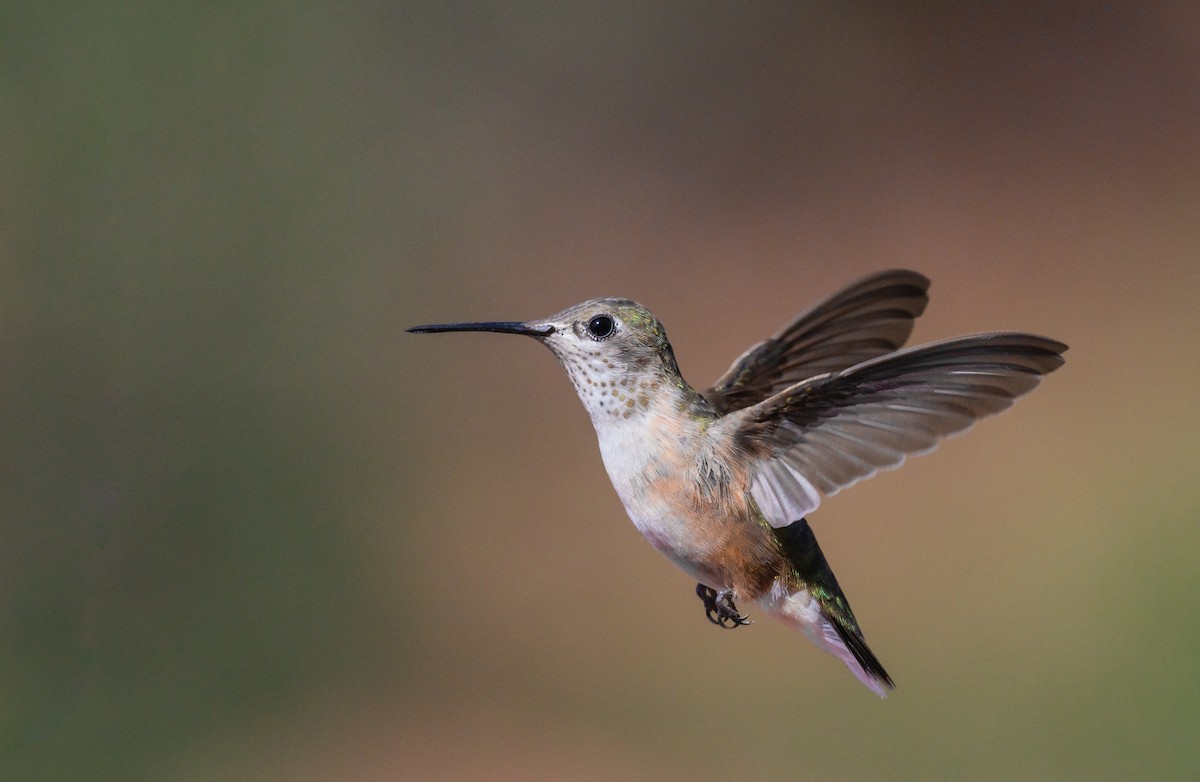 Broad-tailed Hummingbird - ML471962081