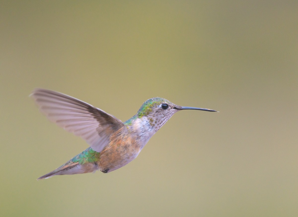 Broad-tailed Hummingbird - ML471962471