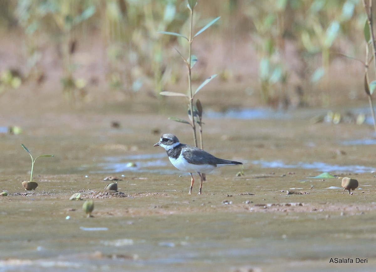 Common Ringed Plover - ML471966561