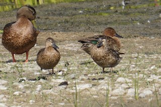 Cinnamon Teal, ML471966831