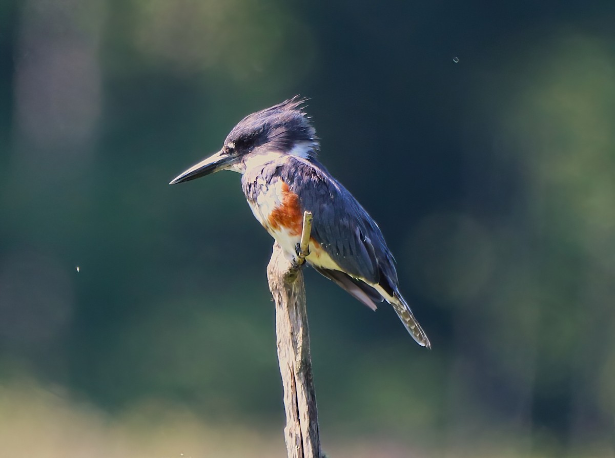 Belted Kingfisher - ML471967721
