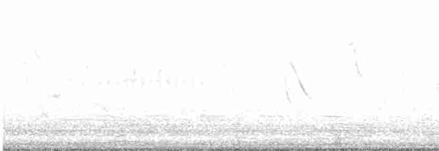 Kısa Kuyruklu Ormanyıldızı - ML471974301