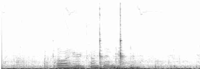 Kısa Kuyruklu Ormanyıldızı - ML471975491