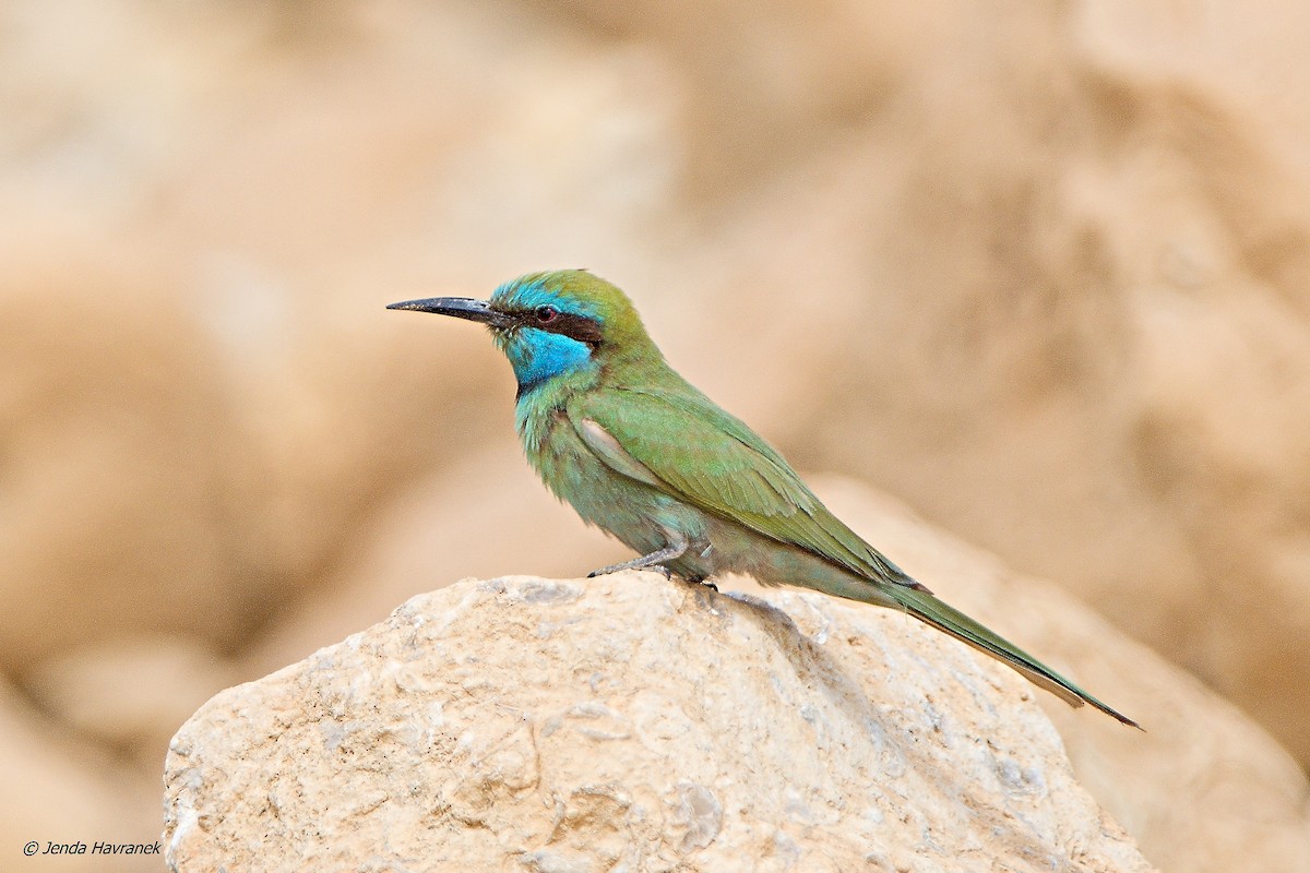Arabian Green Bee-eater - ML471977471