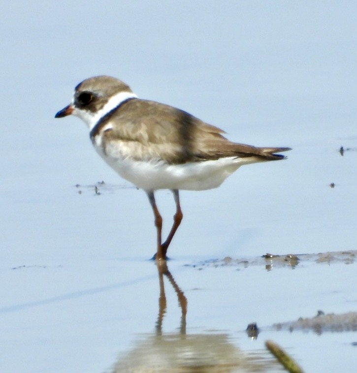Semipalmated Plover - ML471979601