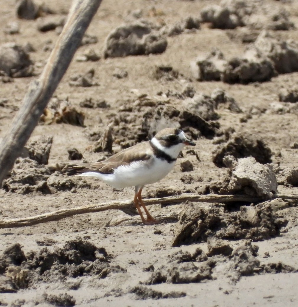 Semipalmated Plover - ML471979611