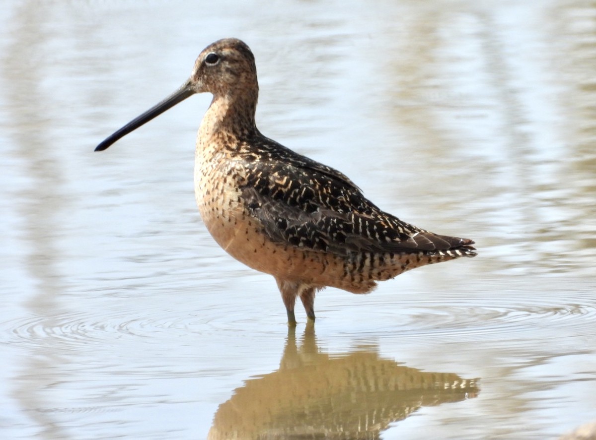 Long-billed Dowitcher - ML471979671