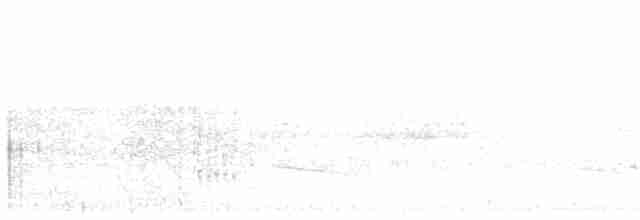 Todirostre à face blanche - ML47198171
