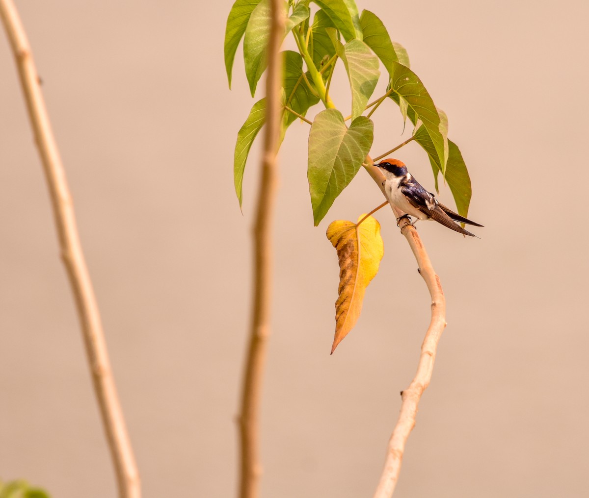 Wire-tailed Swallow - ML471981811