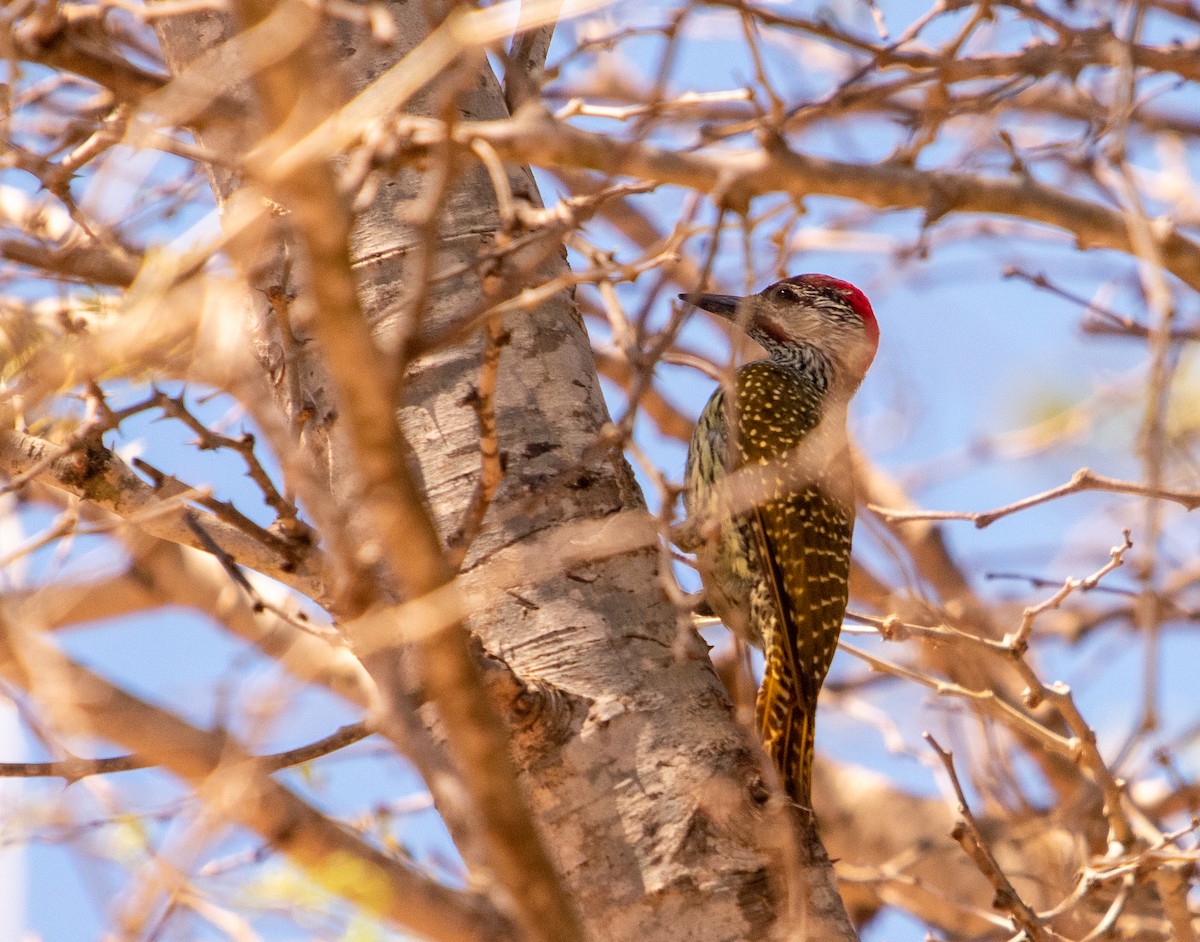 Golden-tailed Woodpecker - ML471981981