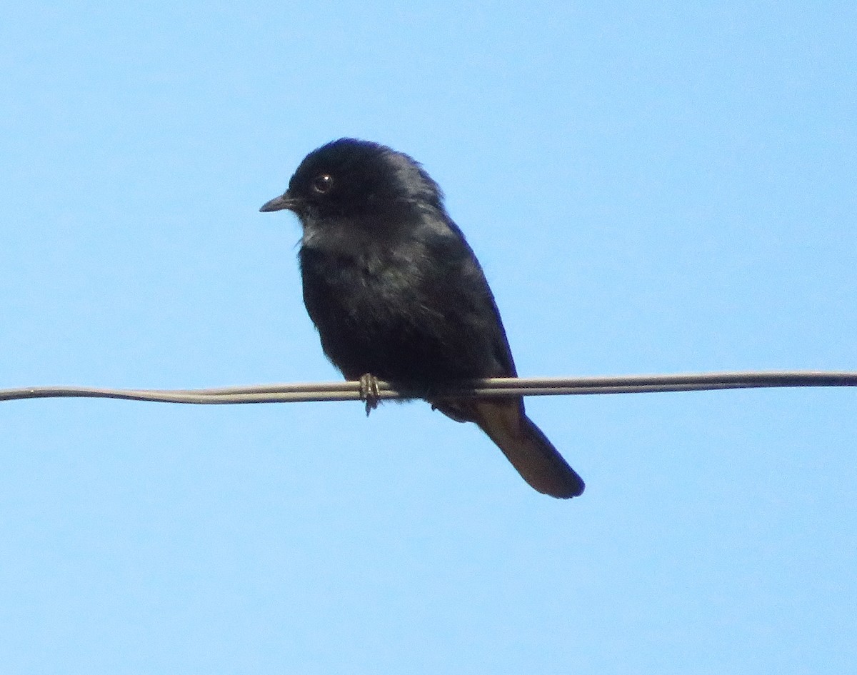 Southern Black-Flycatcher - G L