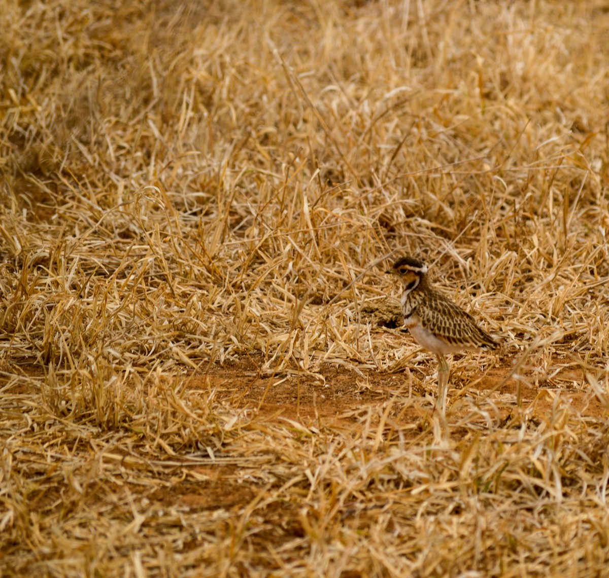 Three-banded Courser - ML471984641