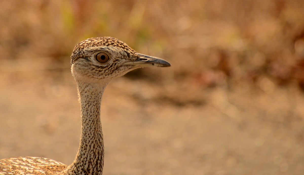 Red-crested Bustard - ML471984701