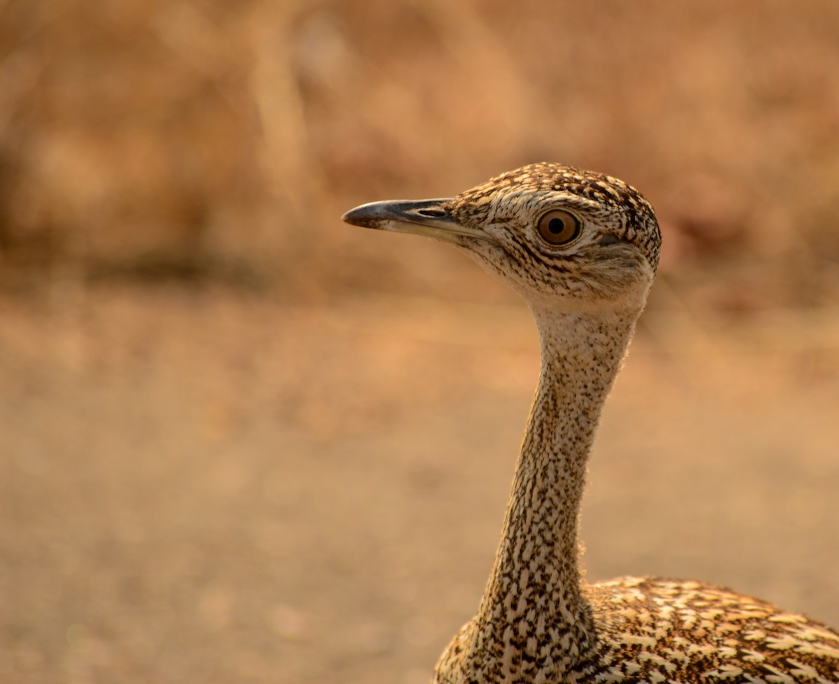 Red-crested Bustard - ML471984751