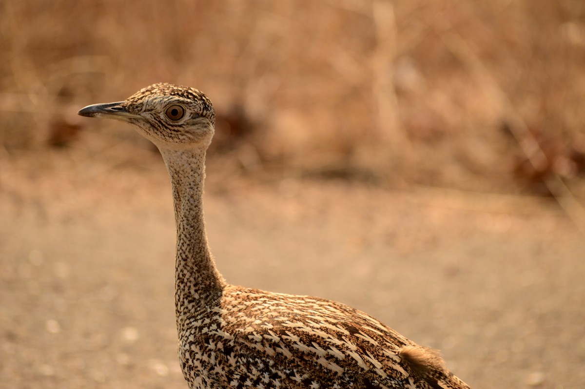 Red-crested Bustard - ML471984811