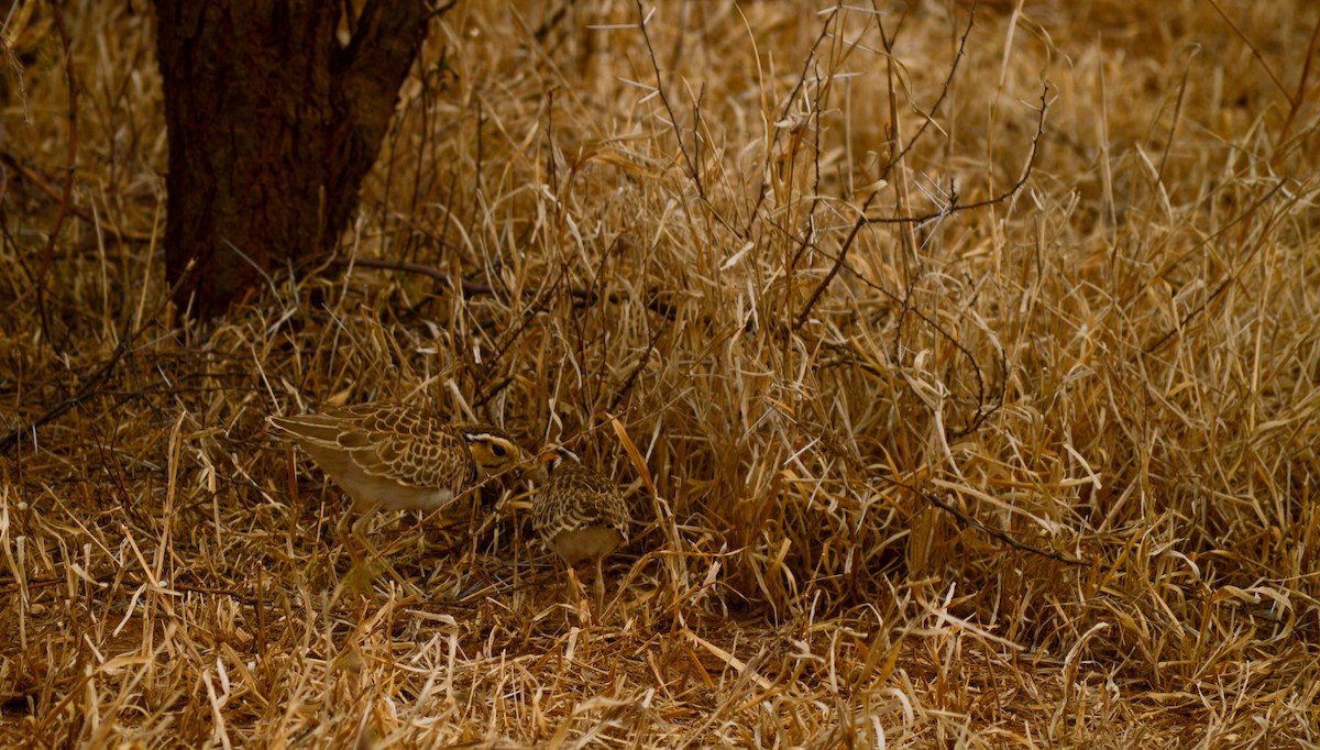 Three-banded Courser - ML471984851