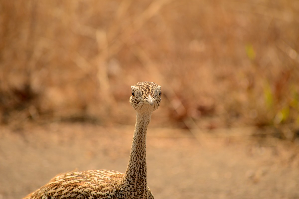 Red-crested Bustard - ML471984871