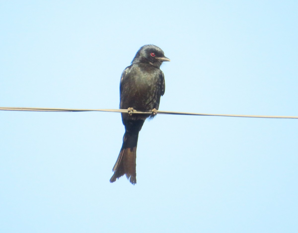 Fork-tailed Drongo - ML471985071