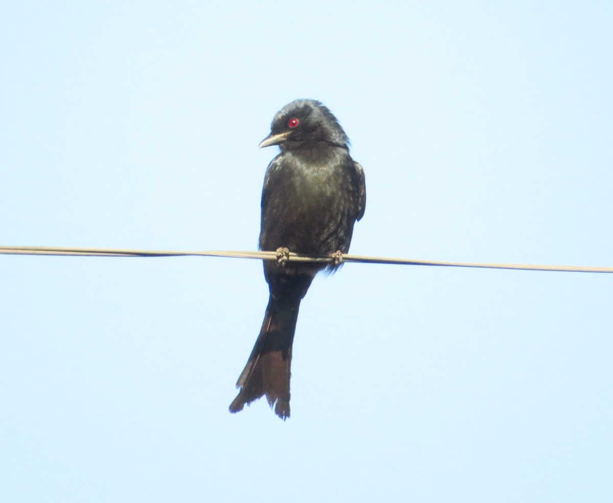 Fork-tailed Drongo - G L