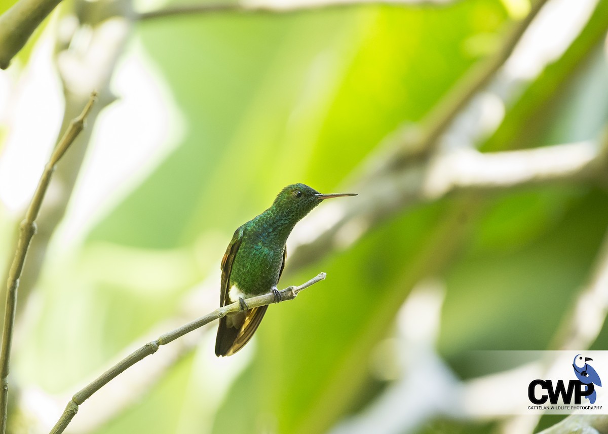 Berylline Hummingbird - Vittorio Cattelan