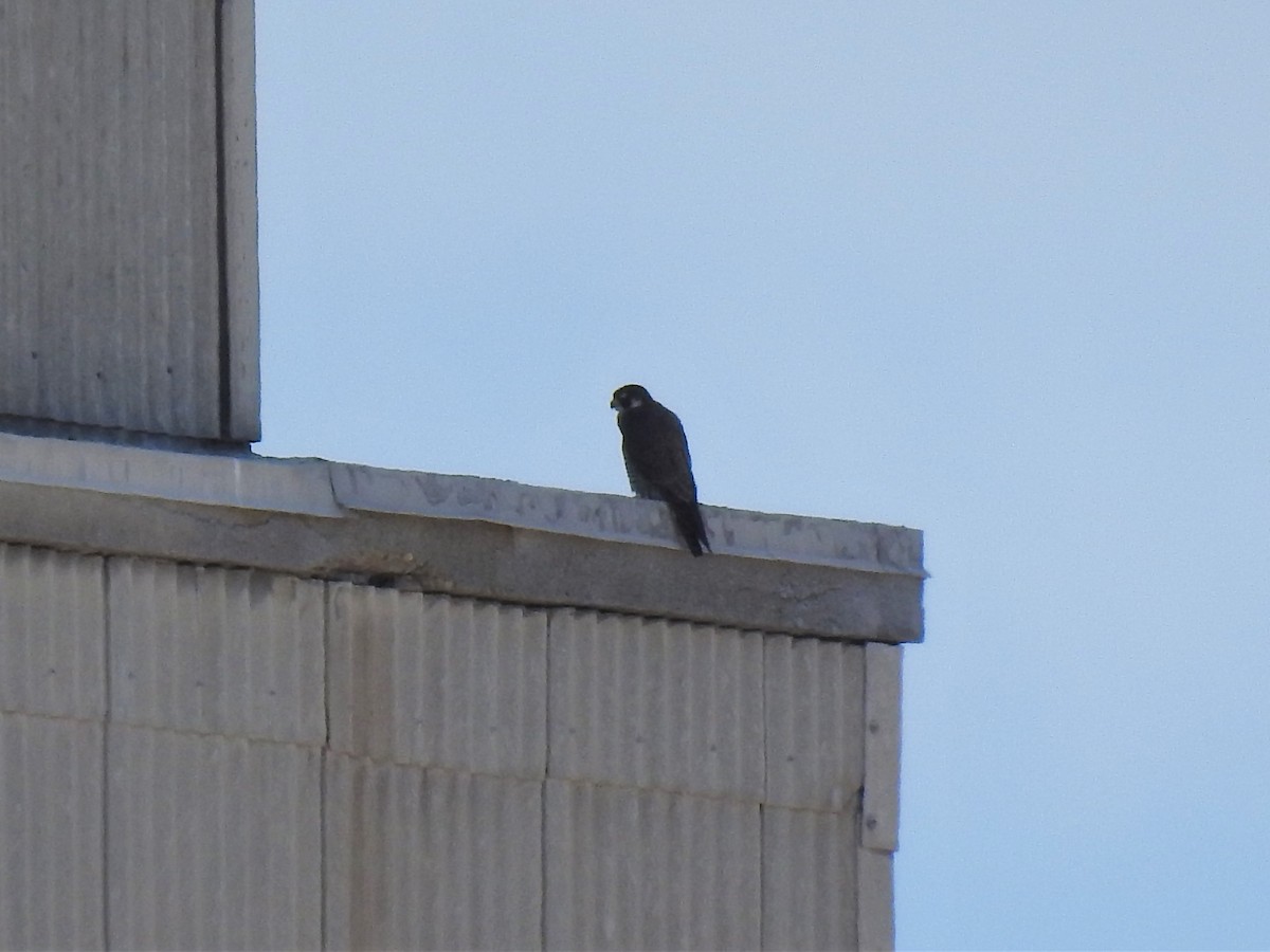 ML471992621 - Peregrine Falcon - Macaulay Library