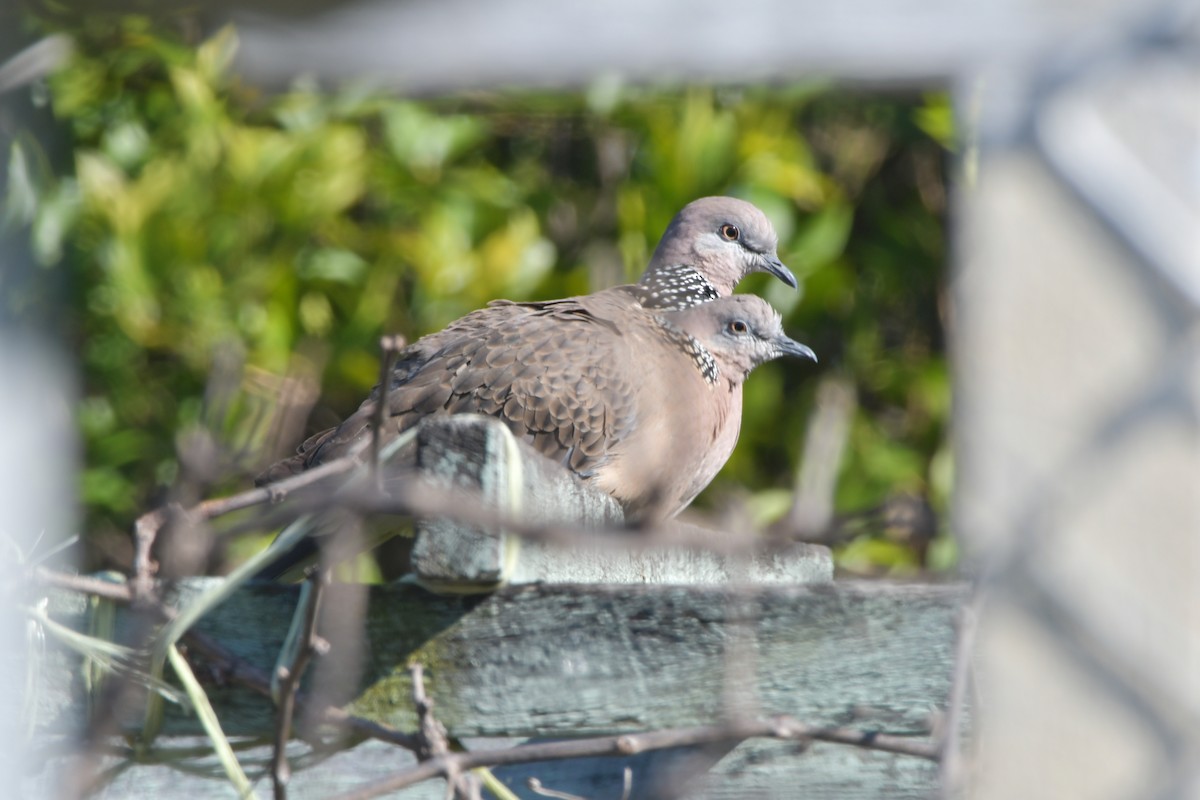 Spotted Dove - ML471994561